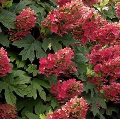 Hydrangea quercifolia \'Ruby Slippers\' � / Hortensia � feuilles de ch�ne : taille 30/50 cm � pot de 3 litres