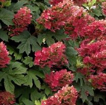 Hydrangea quercifolia \'Ruby Slippers\' ® / Hortensia à feuilles de chêne : taille 30/50 cm  pot de 3 litres