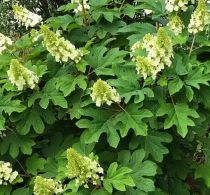 Hydrangea quercifolia \'Ruby Slippers\' ® / Hortensia à feuilles de chêne : taille 30/50 cm  pot de 3 litres