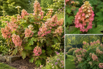 Hydrangea quercifolia \'Ruby Slippers\' &reg; / Hortensia &agrave; feuilles de ch&ecirc;ne : taille 30/50 cm � pot de 3 litres