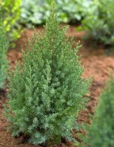 Juniperus chinensis \'Stricta\' / Genévrier de Chine : taille 25/30 cm - pot de 2 litres