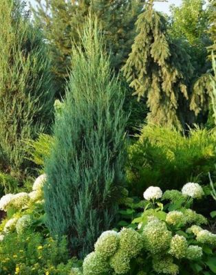 Juniperus scopulorum \'Blue Arrow\' / Gen�vrier des Rocheuses \'Blue Arrow\' : taille 60/80 cm - pot de 2,5/3 litres
