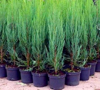 Juniperus scopulorum \'Blue Arrow\' / Gen�vrier des Rocheuses \'Blue Arrow\' : taille 60/80 cm - pot de 2,5/3 litres