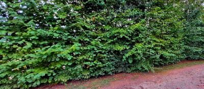 Kit Fulgurance-Pousse Rapide : 26 plants - taille 40/80 cm - Racines Nues