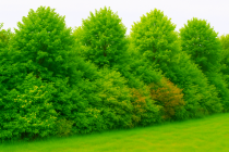 Kit Haie Champêtre Barrière verte / Esprit campagne : 26 plants - taille 40/60 cm - Racines Nues