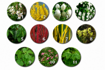 Kit haie fleurie N&deg;1 : 26 plants - taille 40/60 cm - Racines Nues