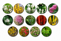 Kit haie fleurie N&deg;2 : 26 plants - taille 40/60 cm - Racines Nues