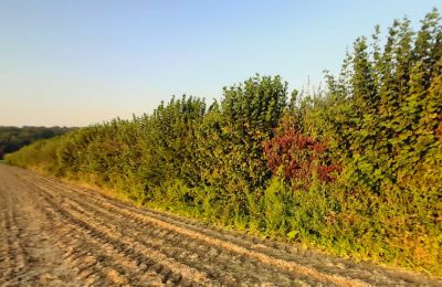 kit haie Giboyvent / haie mixte Giboyeuse-Brise-vent : 30 plants - taille 40/80 cm - Racines Nues