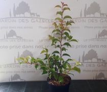 Laurier des Açores - Prunus lusitanica subsp. azorica Tico : taille 40/60 cm - pot de 3 litres