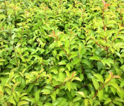 Laurier des A�ores - Prunus lusitanica subsp. azorica Tico : taille 40/60 cm - pot de 3 litres