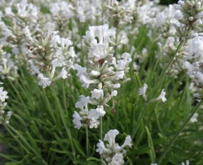 Lavande Angustifolia \'Alba\' : Godet de 9x9 cm