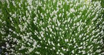 Lavande Angustifolia \'Alba\' : Godet de 9x9 cm