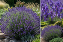 Lavandula &times; intermedia \'Grosso\' / Lavandin \'Grosso\' : godet 9 cm � 0/15 cm