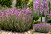 Lavandula angustifolia \'Rosea\' / Lavande vraie &agrave; fleurs roses&nbsp;: godet 9x9 cm � 0,6 litre