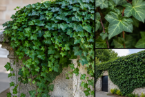 Lierre Commun : Taille 20/30 cm - Godet 9x9 cm