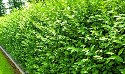 Ligustrum vulgare Atrovirens / Tro�ne commun atrovirens : taille 40/60 cm - Racines Nues