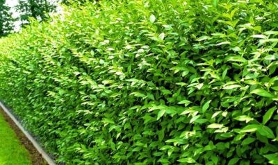 Ligustrum vulgare Atrovirens / Tro�ne commun atrovirens : taille 40/60 cm - Racines Nues