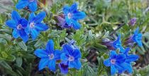 Lithodora diffusa \'Heavenly Blue\'  : godet de 9x9 cm - 0,6 litre