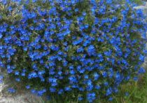 Lithodora diffusa \'Heavenly Blue\'  : godet de 9x9 cm - 0,6 litre