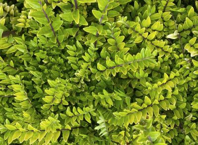 Lonicera \'Golden Glow\' � Ch�vrefeuille \'Golden Glow\' : taille 30/+ cm - pot de 2 litres