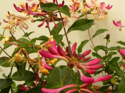 Lonicera chic et choc� : taille 25/30 cm - pot de 2 litres