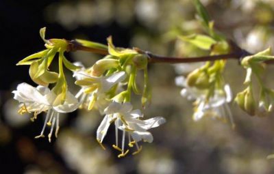 Lonicera fragrantissima - Ch�vrefeuille arbustif d\'hiver : taille 40/60 cm - Racines Nues