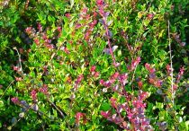 Lonicera nitida Red Tips - Chèvrefeuille à feuilles de buis \'Red Tips\' : taille 20/30 cm - pot 2 litres