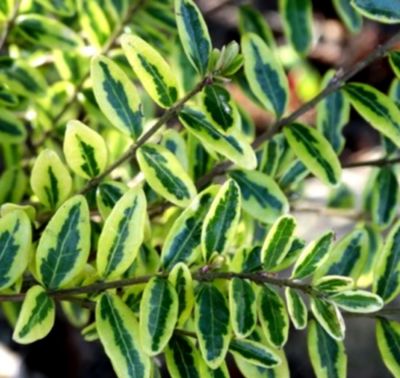 Lonicera nitida Lemon Beauty - Ch�vrefeuille arbustif Lemon Beauty : taille 30/+ cm - pot de 2/3 litres