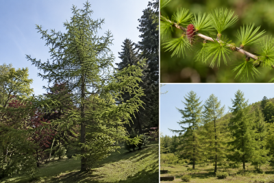 M�l�ze d\'Europe - Larix Decidua : taille 50/70 cm - racines nues