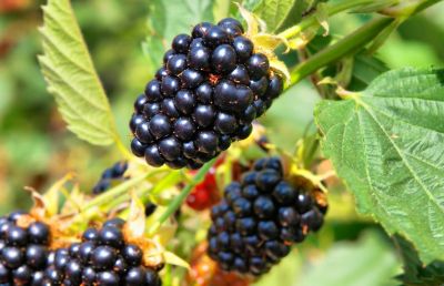 M�rier \'Loch Ness\' : taille 30/40 cm - pot de 1.5 litres  Le Rubus fruticosus \'Thornfree\', plus commun�ment appel� m�rier sans �