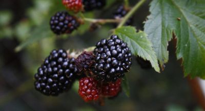 M�rier \'Thornfree\' : taille 30/40 cm - pot de 1.5 litres  Le Rubus fruticosus \'Thornfree\', plus commun�ment appel� m�rier sans �