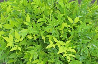 Nandina domestica Lemon Lime - Bambou sacr� Lemon Lime : taille 25/+ cm - pot de 3 litres
