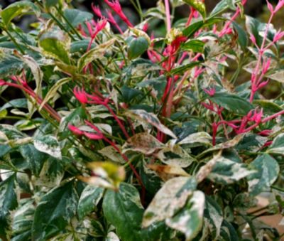 Nandina domestica Twilight - Bambou sacr� Twilight : taille 40/+ cm - pot de 3 litres