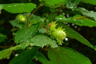 Noisetier \'Lombardii\'�: 3/5 branches - Racines Nues