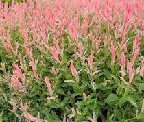 OK COPIE Salix Flamingo / Saule Flamingo buisson : taille 40/60 cm - pot&#8239;de 3&#8239;litres