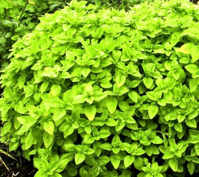 Origan dor� - Origanum vulgare Aureum : godet de 9x9 cm - 0,6 litre