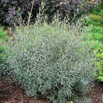 Osier rouge nain / Saule pourpre nain : Taille 40/60 cm - Racines nues