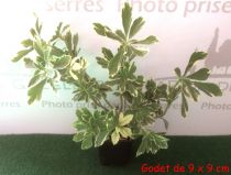 Pachysandre terminalis Variegata : taille 10/15 cm - godet 9x9 cm