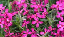 Phlox mousse \'Atropurpurea\' : Godet de 9x9 cm - 0.6 litre