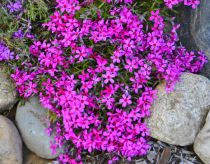 Phlox mousse \'Atropurpurea\' : Godet de 9x9 cm - 0.6 litre