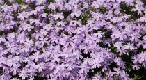 Phlox mousse \'Emerald Cushion Blue\' : godet de 9x9 cm - 0.6 litre