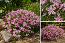 Phlox Mousse Candy Stripes : godet de 9x9 cm - 0,6 litre
