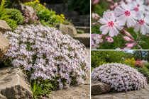 Phlox subulata \'Amazing Grace\'&nbsp;: godet de 9x9 cm - 0,6 litre