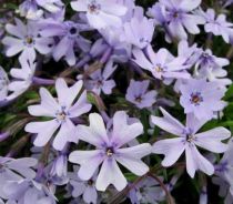 Phlox subulata \'Early Spring Blue\' : godet de 9x9 cm - 0,6 litre : godet de 9x9 cm - 0,6 litre