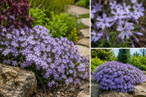 Phlox subulata \'Early Spring Blue\'&nbsp;: godet de 9x9 cm - 0,6 litre