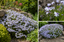 Phlox subulata Bavaria : godet de 9x9 cm - 0,6 litre