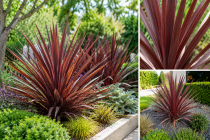 Phormium \'Dark Delight\' - Lin de Nouvelle-Z&eacute;lande : pot de 2 litres � 20/40 cm