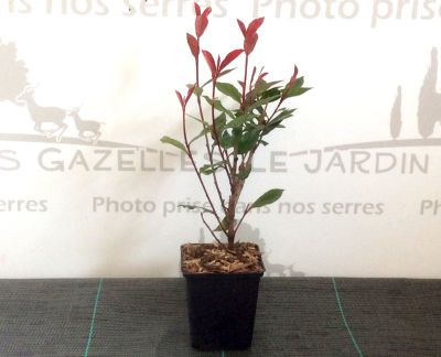 Photinia Carr� Rouge - Photinia x fraseri \'Carr� Rouge\' : taille 20/30 cm - godet 9x9 cm