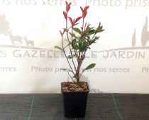 Photinia Carré Rouge - Photinia x fraseri \'Carré Rouge\' : taille 20/30 cm - godet 9x9 cm