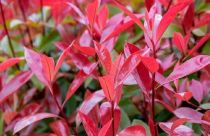 Photinia Carré Rouge - taille 20/+ cm - taille 60/+ cm - taille 80/+ cm -  taille 100/+ cm - taille 150/+ cm -  taille 20/+ cm -